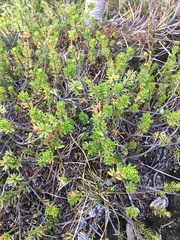 Phyllodoce empetriformis