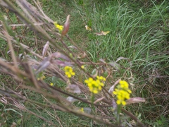 Erysimum cheiranthoides