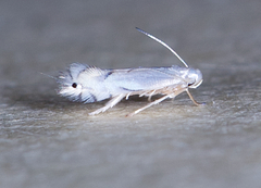 Phyllocnistis liquidambarisella