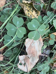 Oxalis oregana