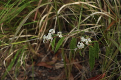 Commersonia dasyphylla