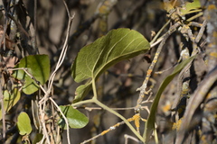Aristolochia californica