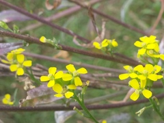 Erysimum cheiranthoides