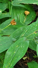 Uvularia grandiflora
