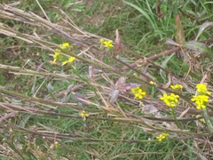 Erysimum cheiranthoides