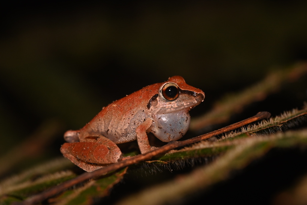 Reichle's Robber Frog