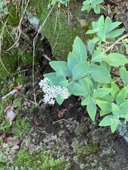 Hylotelephium telephioides