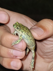 Anaxyrus debilis