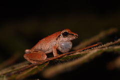 Pristimantis reichlei