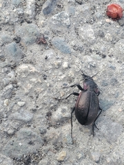 Carabus nemoralis