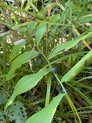 Polygonatum