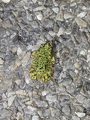Anaxyrus debilis
