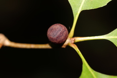 Kokkocynips imbricariae