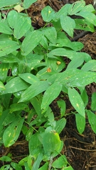 Uvularia grandiflora