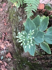 Hylotelephium telephioides