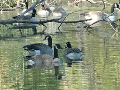 Branta canadensis