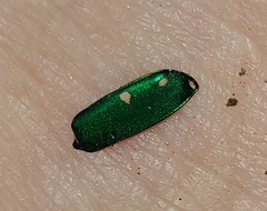 Cicindela sexguttata