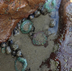 Anthopleura