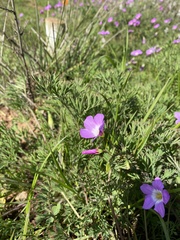 Oxalis