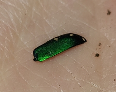 Cicindela sexguttata