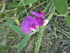 Lathyrus latifolius