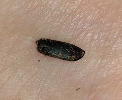 Cicindela sexguttata