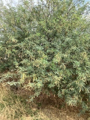 Prosopis velutina