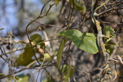 Aristolochia californica