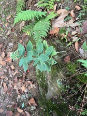 Hylotelephium telephioides