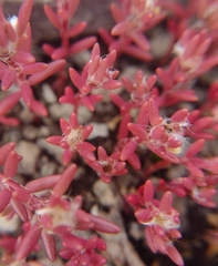 Sedum smallii
