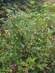 Rosa palustris