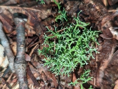 Cladonia