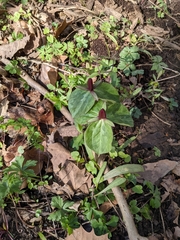 Trillium sessile
