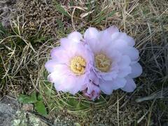 Gymnocalycium monvillei