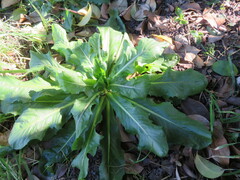 Hypochaeris chillensis