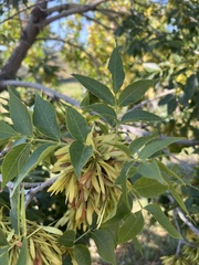 Fraxinus pennsylvanica