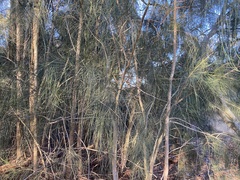 Allocasuarina verticillata