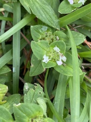 Richardia brasiliensis