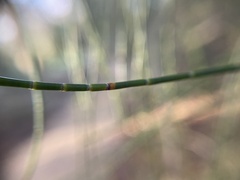 Allocasuarina verticillata