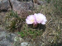 Gymnocalycium monvillei