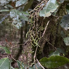 Weymouthia cochlearifolia