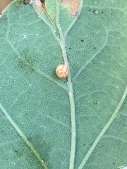 Neuroterus anthracinus