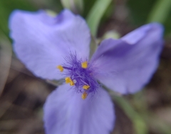 Tradescantia subaspera