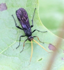 Gnamptopelta obsidianator