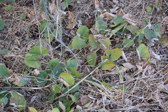 Aristolochia californica