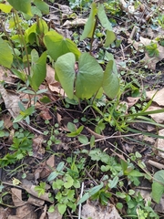 Jeffersonia diphylla