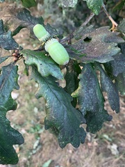 Neuroterus anthracinus