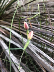 Thelymitra antennifera