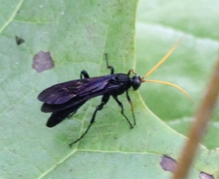 Gnamptopelta obsidianator