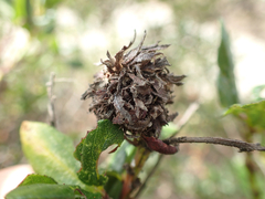 Asphondylia ceanothi